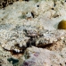 crocodilefish_flathead_nus_h_0705_png1755.jpg